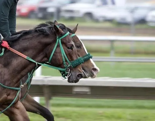 Explorando as Corridas de Cavalos no Brasil: Uma Introdução Completa